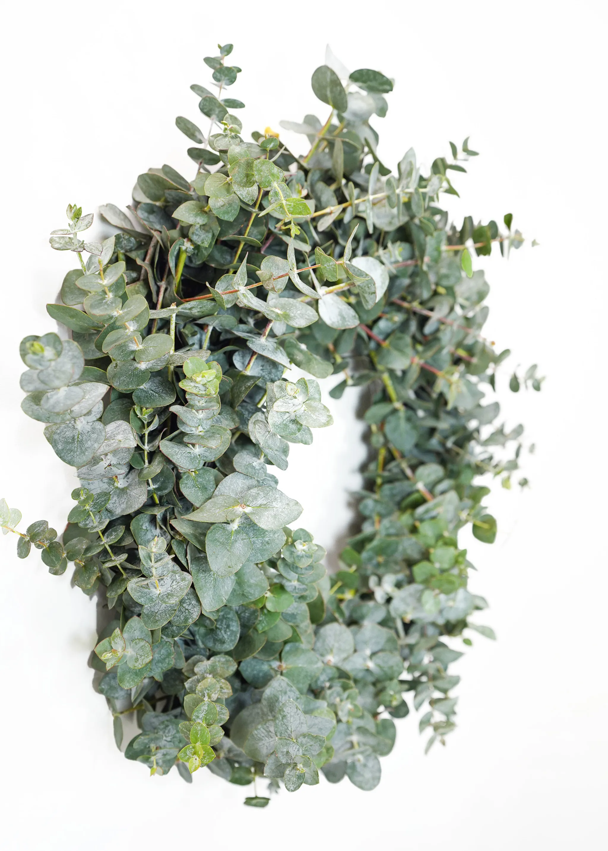 Eucalyptus Arrangement